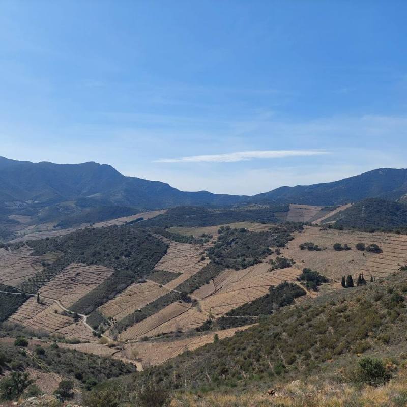 A report on a systemic analysis of the Vermillion Coast’s vineyard’s&nbsp;crisis